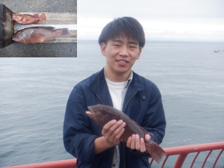 コブダイ/ガシラ