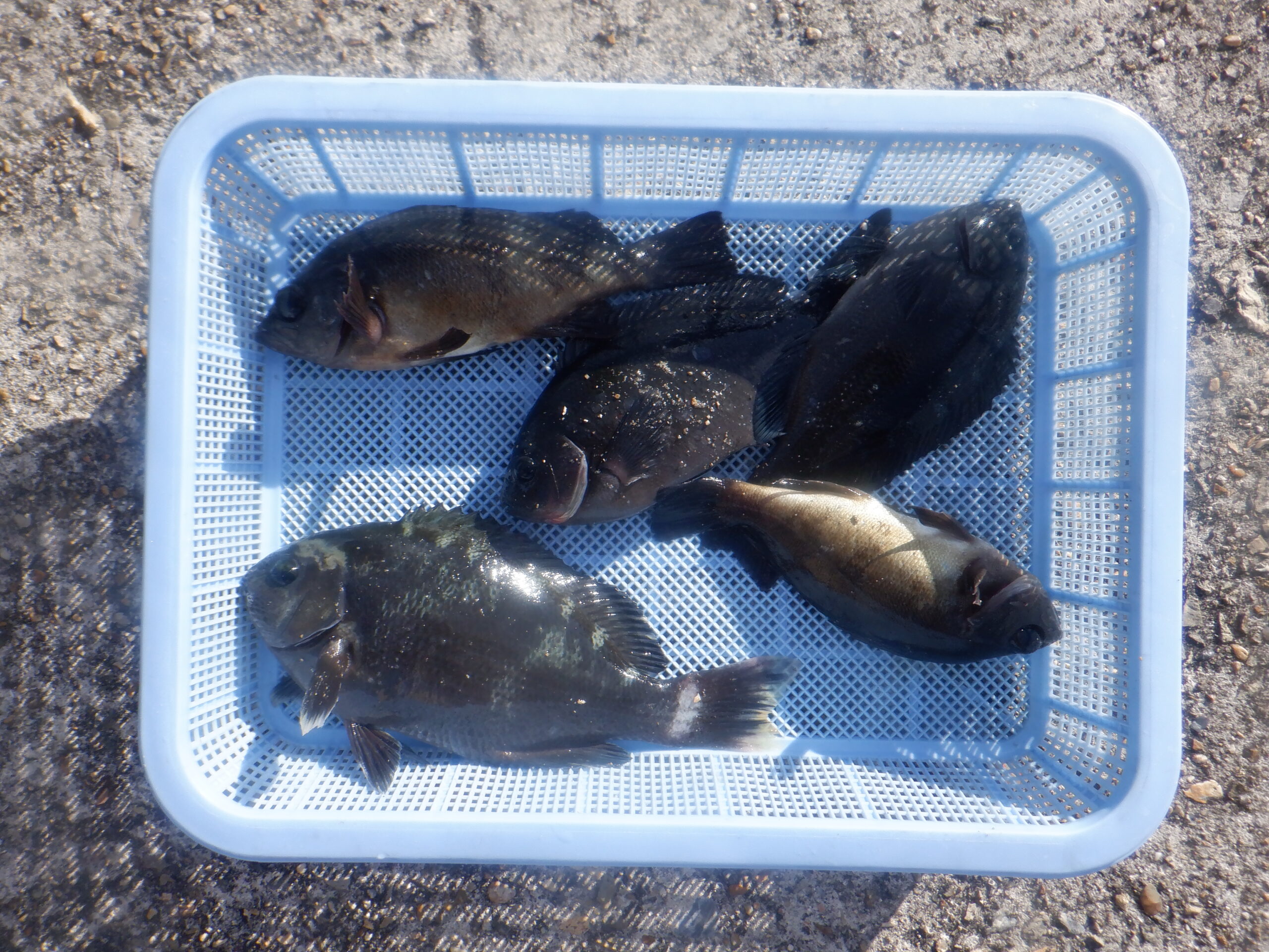 神戸市立平磯海づり公園