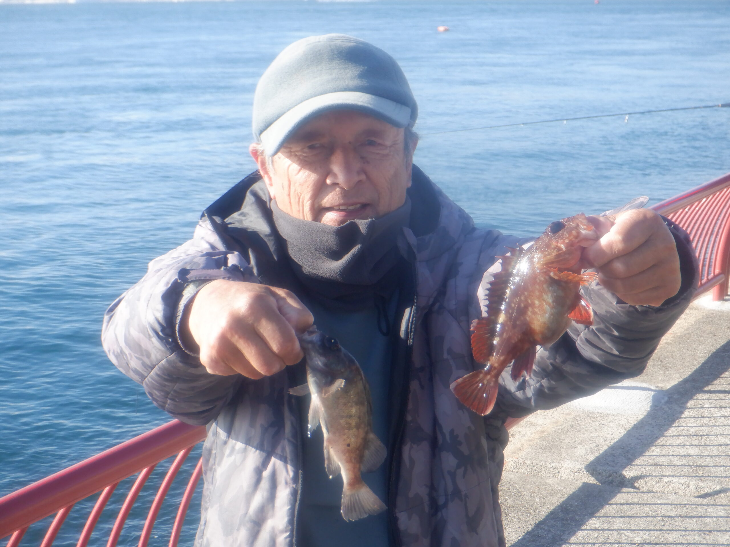 ガシラ・メバル