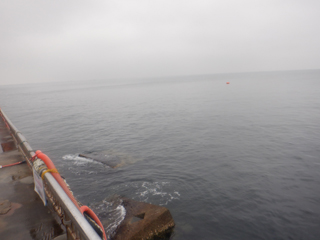 10:30現在、悪天候の為、目立った釣果なし