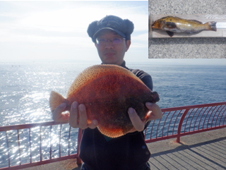 メイタガレイ/アイナメ